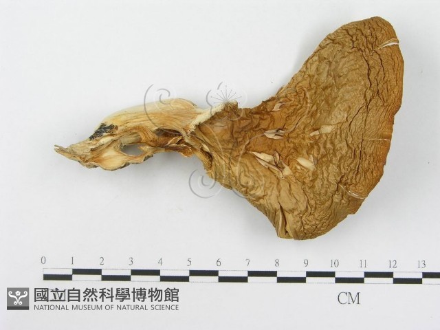 糙皮側耳藏品圖，第3張