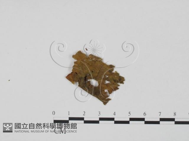 登錄號:F0022013藏品圖，第3張
