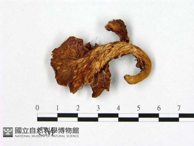 登錄號:F0002013藏品圖，第3張