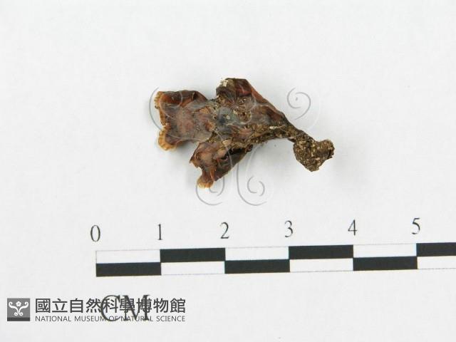 登錄號:F0012013藏品圖，第3張