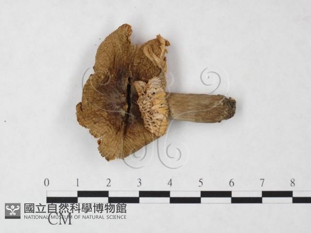 紅菇屬藏品圖，第3張