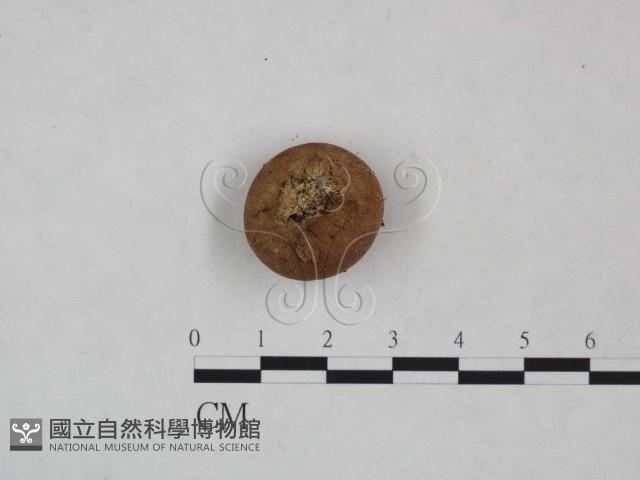 登錄號:F0025013藏品圖，第3張