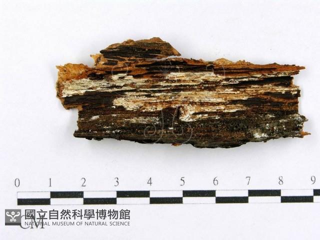 射脈菌屬藏品圖，第3張