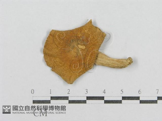 登錄號:F0013013藏品圖，第3張