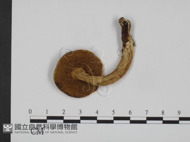 登錄號:F0020313藏品圖，第3張
