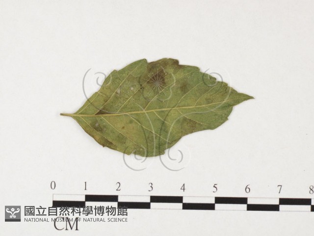 登錄號:F0026313藏品圖，第1張