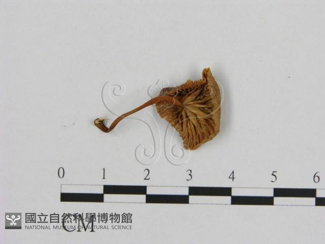 小皮傘屬藏品圖，第3張