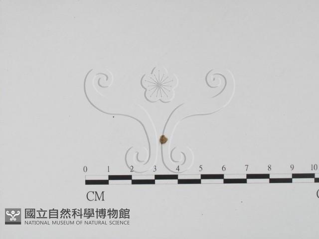 登錄號:F0001313藏品圖，第3張