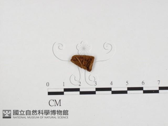 登錄號:F0024313藏品圖，第3張
