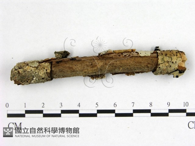 花耳屬藏品圖，第3張