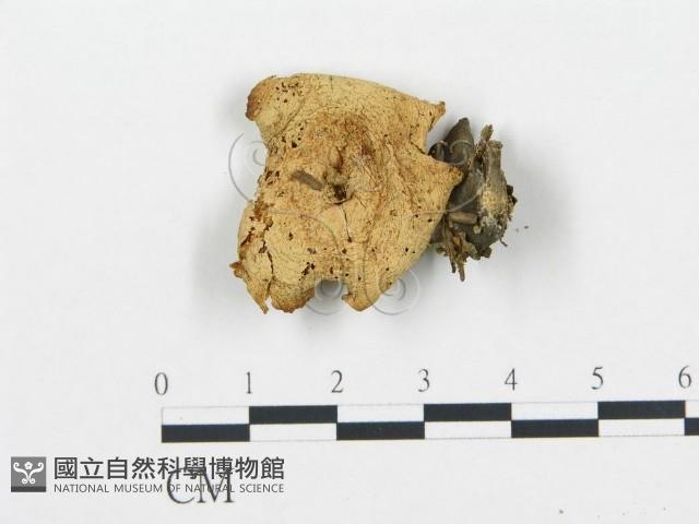 杯傘屬藏品圖，第3張