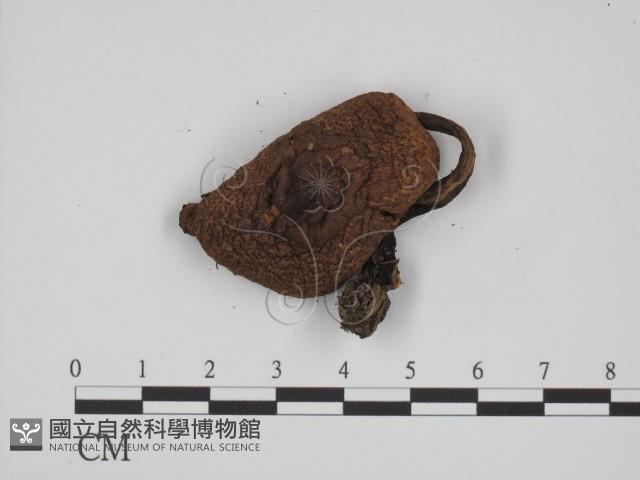 登錄號:F0002313藏品圖，第3張