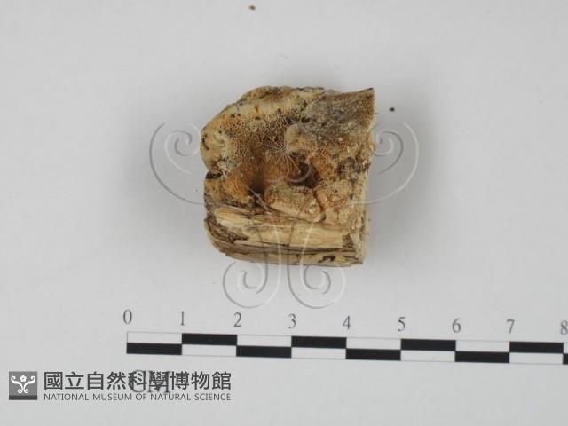 登錄號:F0007313藏品圖，第3張