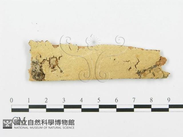 登錄號:F0017313藏品圖，第1張