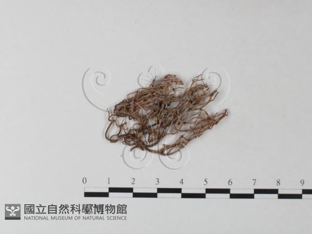 登錄號:F0025313藏品圖，第3張