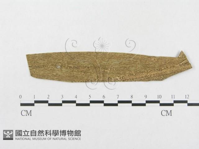 館號:F0019313藏品圖，第1張