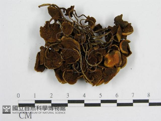 登錄號:F0003313藏品圖，第3張