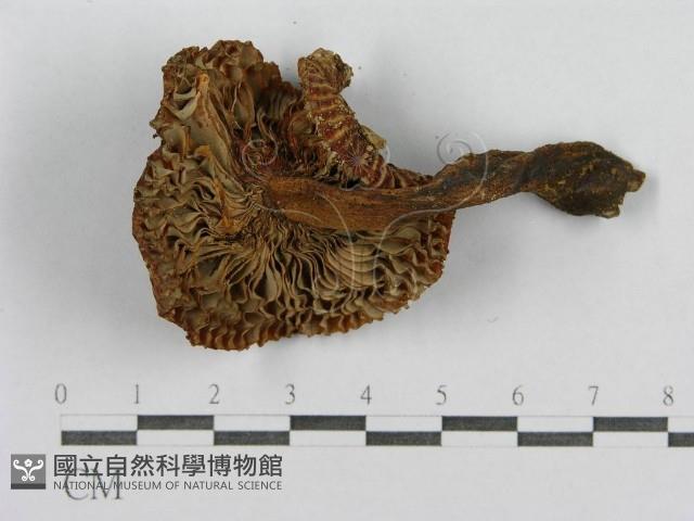 登錄號:F0013313藏品圖，第3張