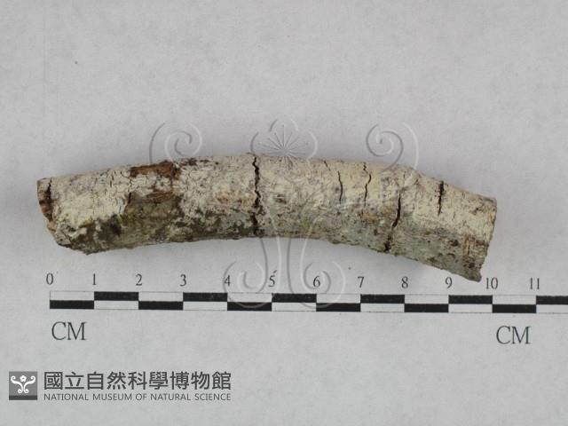 登錄號:F0028253藏品圖，第3張
