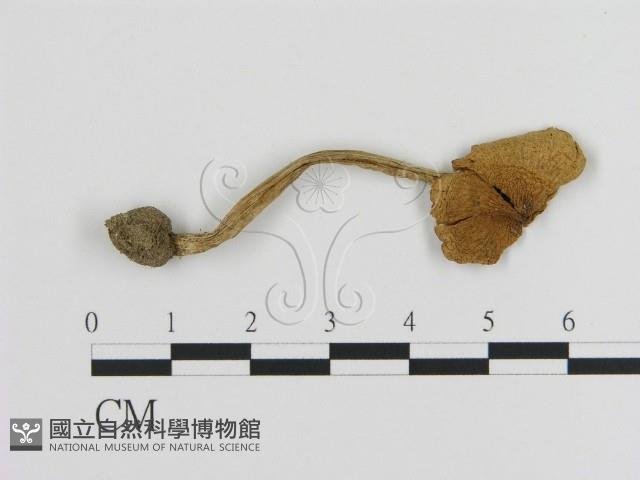 登錄號:F0020253藏品圖，第3張