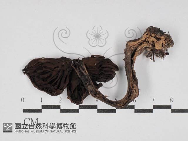 登錄號:F0030253藏品圖，第3張