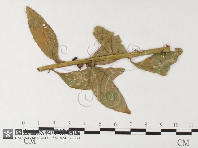 登錄號:F0026253藏品圖，第1張