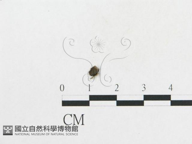 登錄號:F0014253藏品圖，第3張