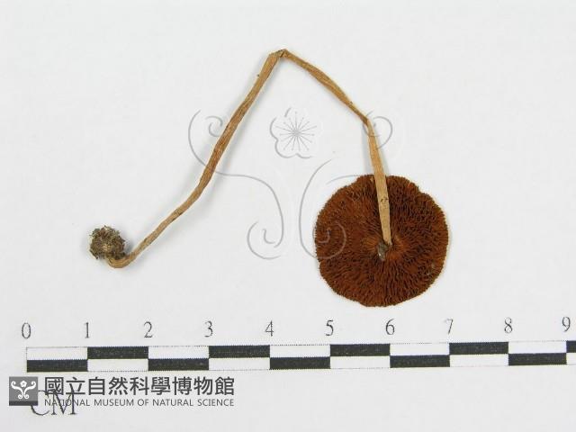 登錄號:F0002253藏品圖，第3張