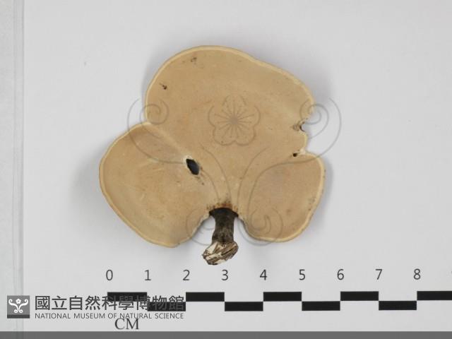 相鄰小孔菌藏品圖，第3張