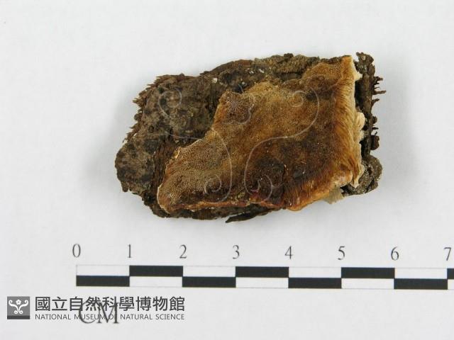 登錄號:F0007253藏品圖，第3張