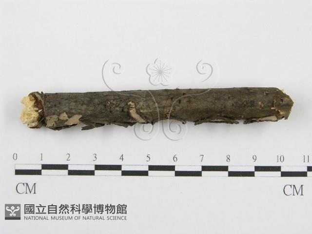 筍殼菌屬藏品圖，第3張