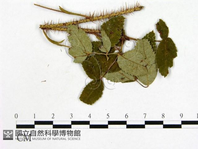 登錄號:F0019253藏品圖，第3張