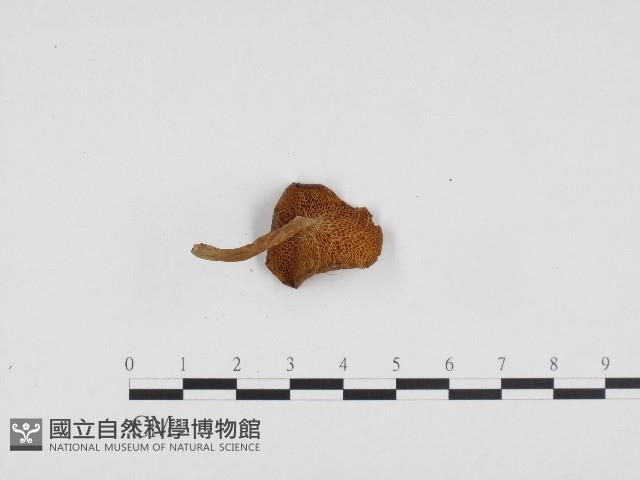 登錄號:F0003253藏品圖，第3張
