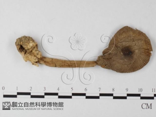登錄號:F0013253藏品圖，第3張