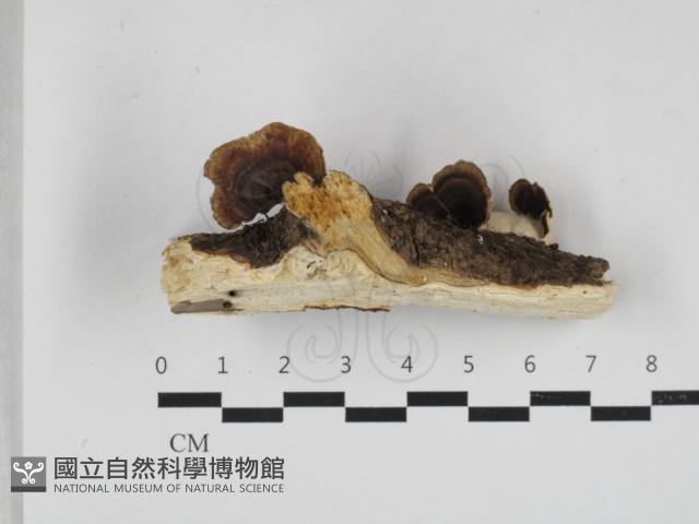 相鄰小孔菌藏品圖，第3張