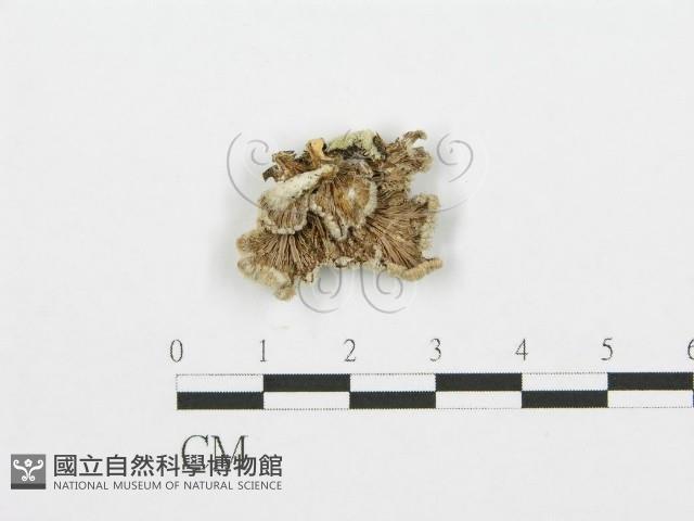 裂褶菌藏品圖，第3張