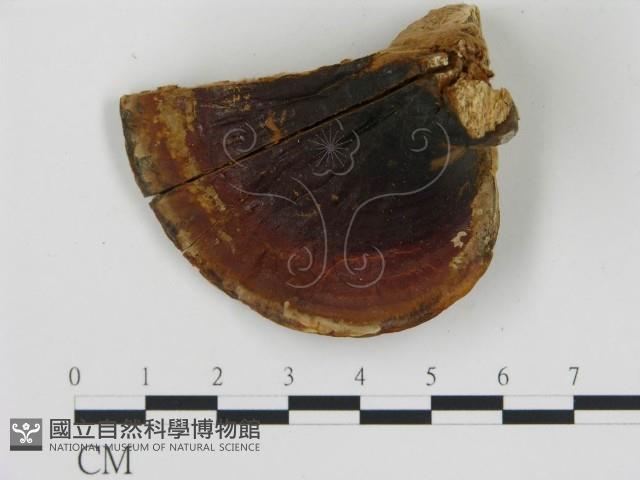 登錄號:F0018853藏品圖，第1張