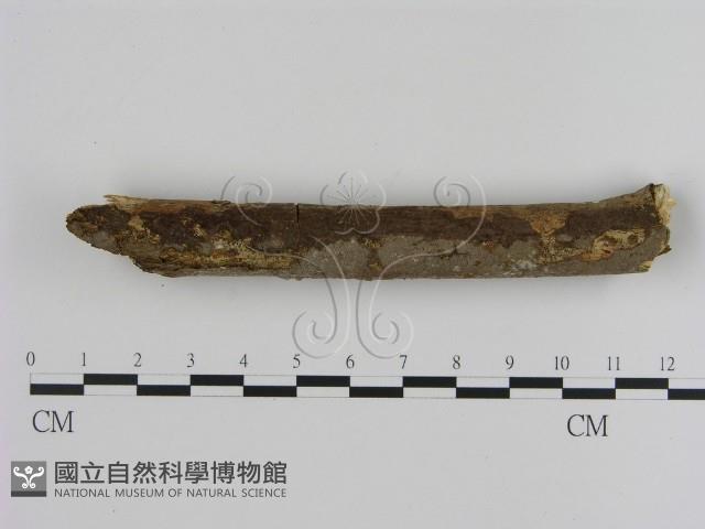 刺革菌屬藏品圖，第3張