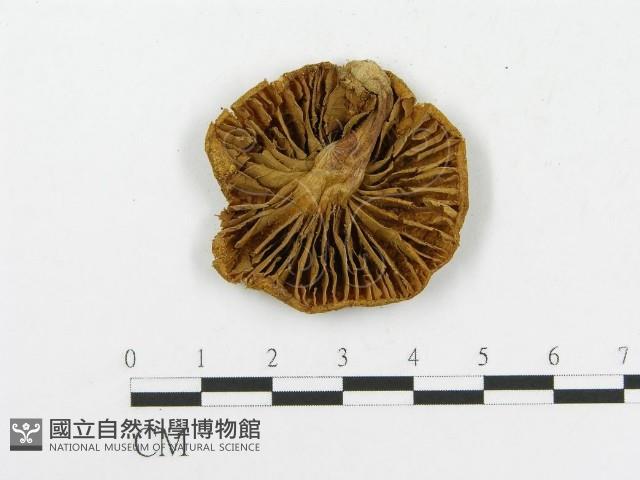 登錄號:F0010853藏品圖，第3張