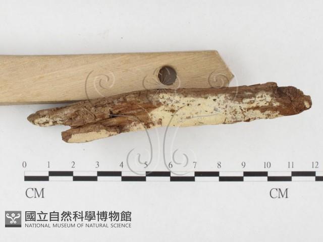 登錄號:F0026853藏品圖，第3張