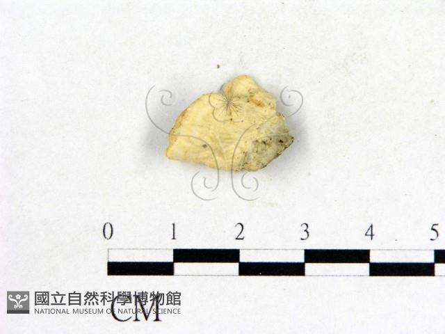 登錄號:F0006853藏品圖，第3張