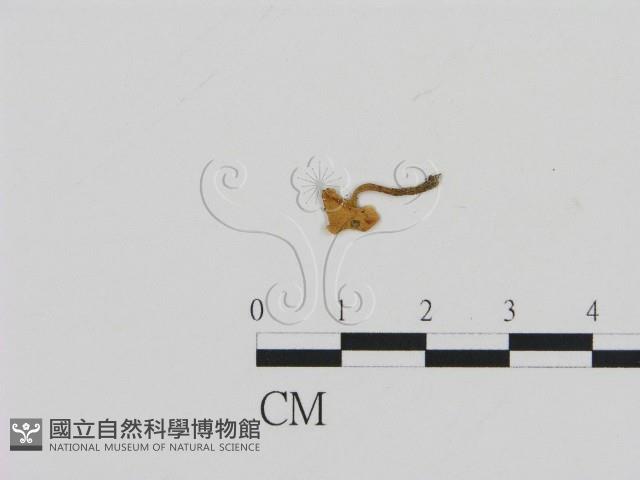 齒菌屬藏品圖，第3張