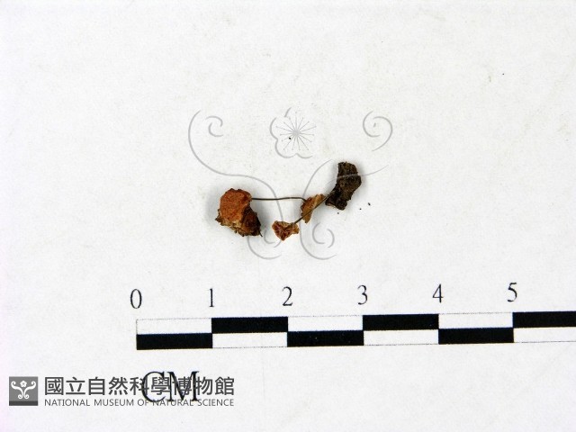 小皮傘屬藏品圖，第3張