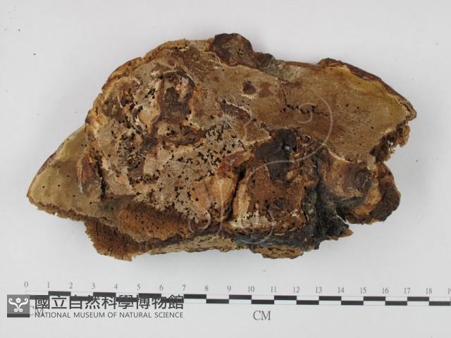 登錄號:F0012853藏品圖，第3張