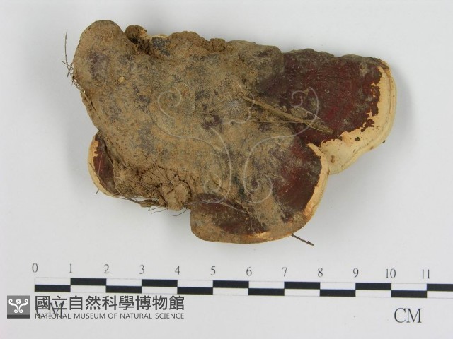 登錄號:F0007853藏品圖，第3張