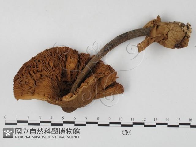 登錄號:F0025853藏品圖，第3張