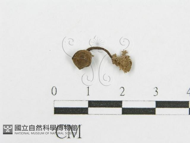 登錄號:F0015853藏品圖，第3張