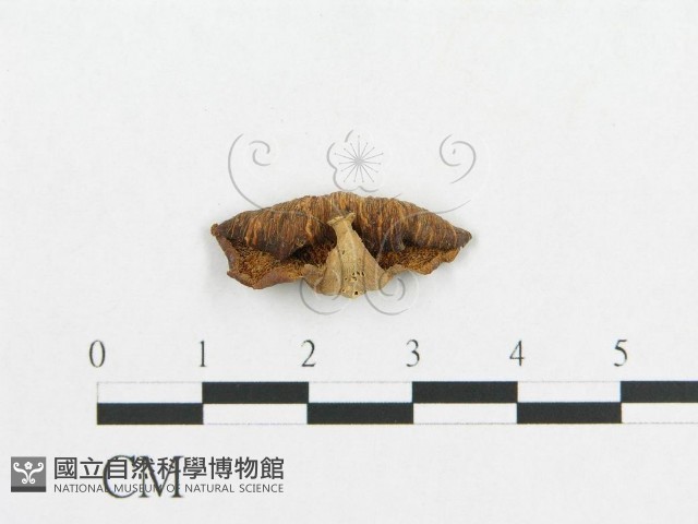 多孔菌屬藏品圖，第3張