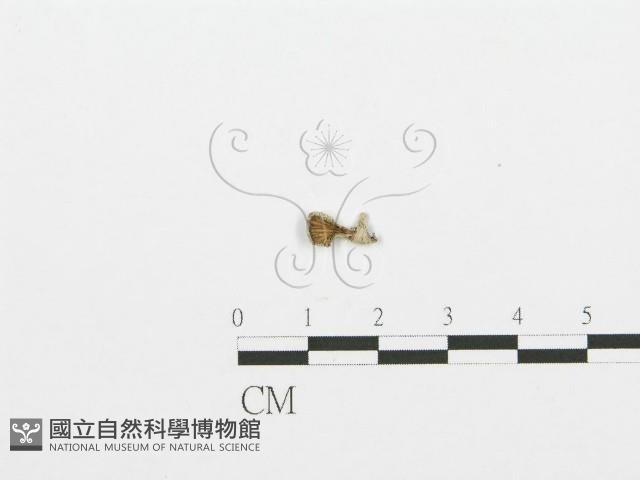 裂褶菌藏品圖，第3張