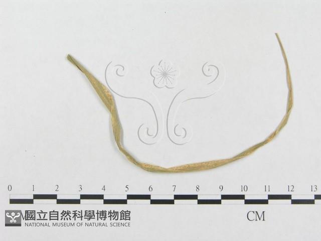 登錄號:F0018953藏品圖，第1張